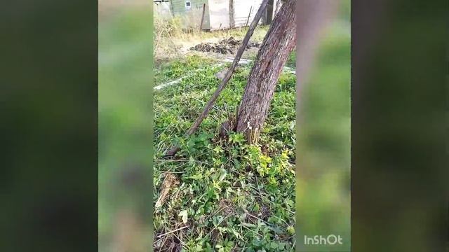 #заброшенная#дача часть#2.вскопала грядку, и обрезали сухие ветки и #спилили#деревья сухие. смотреть онлайн
