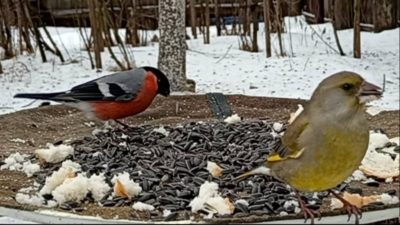 ВидеоОхота на Птиц (20.01.2025 года) смотреть онлайн