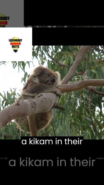 Legendary Random Facts about Koalas! смотреть онлайн