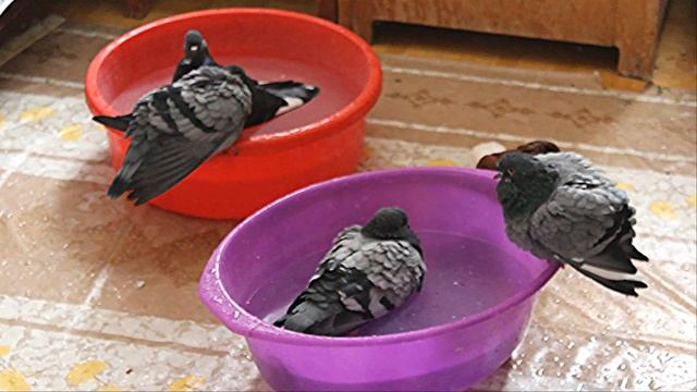 Голуби девчонки купаются Мишка тусуется тут же ✿ Doves bathe. Pigeon Mishka walks next to them смотреть онлайн