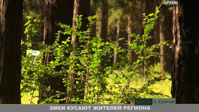 Лимон ТВ, Здесь и сейчас 21.07.2015 смотреть онлайн