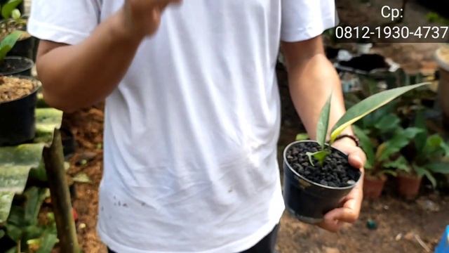 ANTHURIUM KARAKTER SUPER TOP BANGET DAN SHOW QUALITY ⁉️ PROMO FREE ONGKIR смотреть онлайн