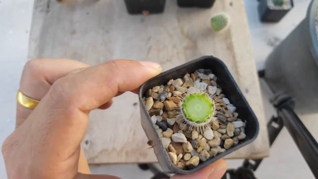 Title Garden EP.3 - วิธีทำเข็มเงินฟอร์มกอ (Mammillaria geminispina)...เพิ่มจำนวนด้วย смотреть онлайн