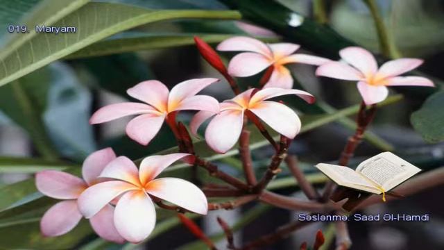 019. Сура Марьям Прекрасное чтение Корана Чтец: Саадом Аль Гамиди смотреть онлайн