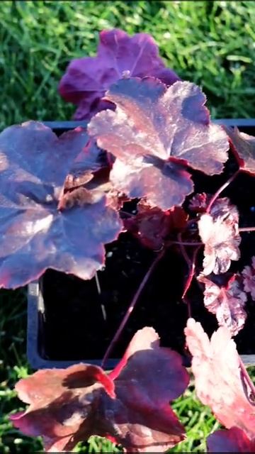 ЧТО МЫ КУПИЛИ НА ЯРМАРКЕ🤗 смотреть онлайн