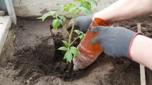 ТОМАТЫ в теплице БЕЗ СОРНЯКОВ И БОЛЕЗНЕЙ! Бабушкин способ высадки!