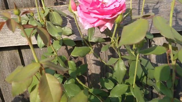 ЗАЛИВАЮ БЕТОН, ГОТОВЛЮ АХОРЖАК, УРОЖАЙ ТЕПЛИЦЫ - СЕЛО НЕБЫЛОЕ [АВГУСТ 2022] смотреть онлайн