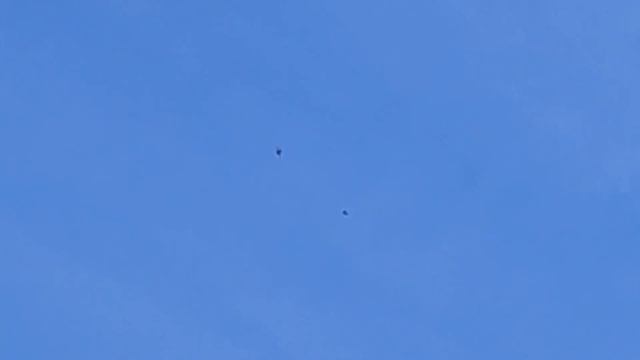 Чёрные бакинцы старомодные #классика #бакинскиеголуби #хобби #хищник #голубивнебе #2024 смотреть онлайн