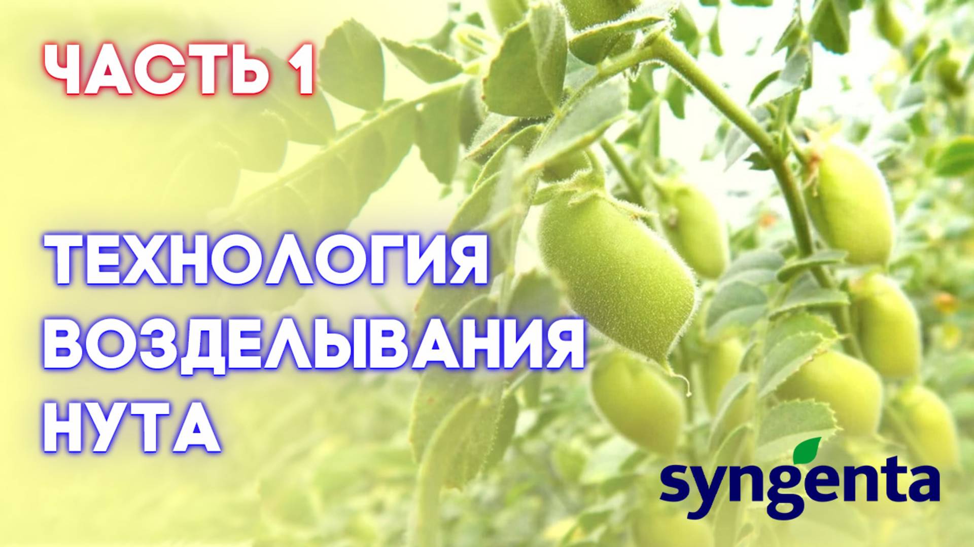 НУТ | Часть 1 | Прогрессивный взгляд на технологию возделывания нута от посева и до уборки |