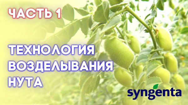 НУТ | Часть 1 | Прогрессивный взгляд на технологию возделывания нута от посева и до уборки |