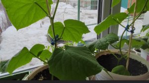 Рассада 🥒🍅🫑 и Пусик .