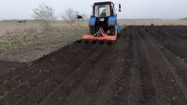 МТЗ. Вспашка фрезой огорода под картошку. смотреть онлайн