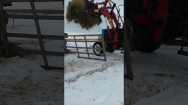 МТЗ 82 грузит сено