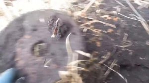 Двухчасовой КоП недалеко от дома!!!