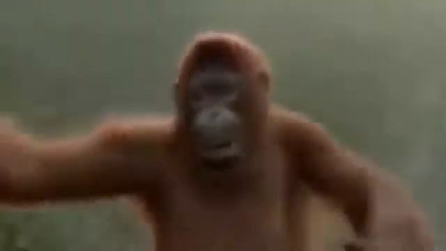 Танцующая обезьяна смотреть онлайн