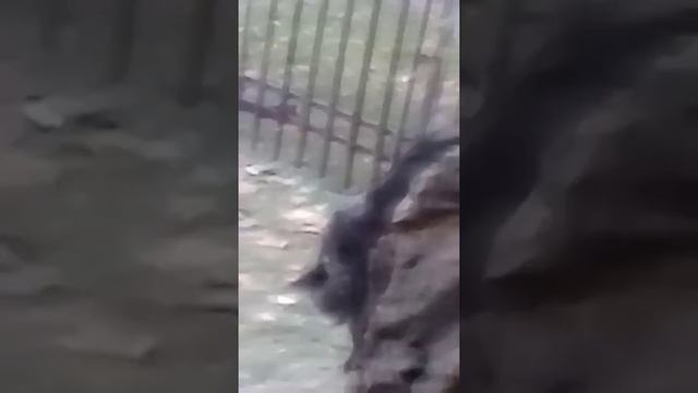 Прогулка с рысью смотреть онлайн