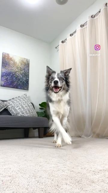 Wish mastered this trick смотреть онлайн