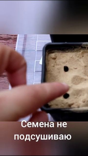 Посадка семян лилейника🌺. Planting daylily seeds. смотреть онлайн