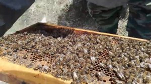 Развитие пчёл. Карника Ниска. 16 апреля