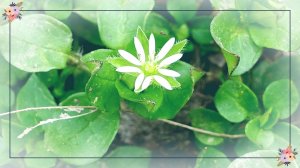 КАК ТРАВА МОКРИЦА МЕНЯ СПАСЛА