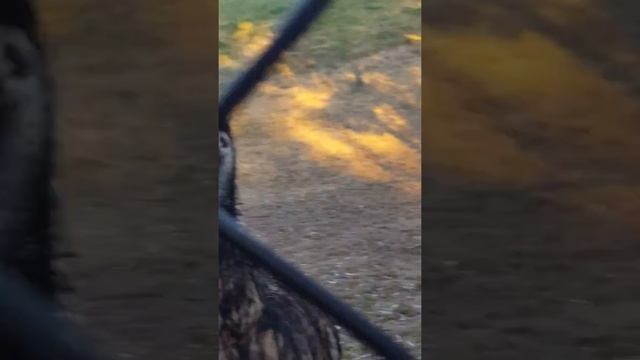 Australian Emu's смотреть онлайн