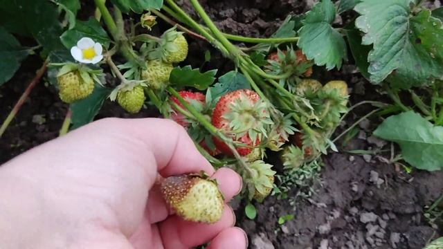 Клубника Вима- Ксима радует своим урожаем смотреть онлайн