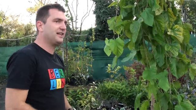 Morus alba 'Pendula'- Csüngő eperfa- Növényismeret- Kertészeti tananyag смотреть онлайн