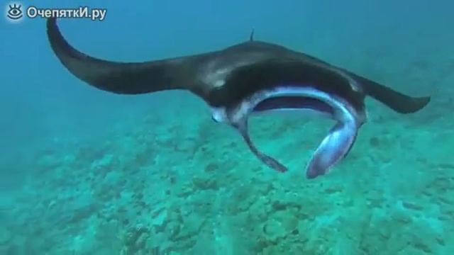 ВСТРЕТИЛ Морскова дьявола смотреть онлайн