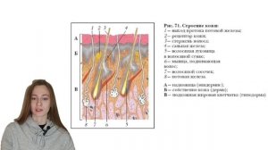кожа и её производные. гистология