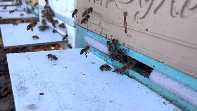 2.04.23 первая пыльца с ольхи !!! смотреть онлайн