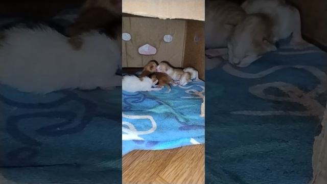 А у нас сегодня кошка родила вчера котят!!!))) смотреть онлайн