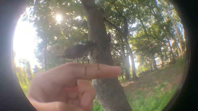 夏の森の昆虫たち July 24, 2021 смотреть онлайн