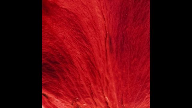 Asthenic Syndrome (Audio)