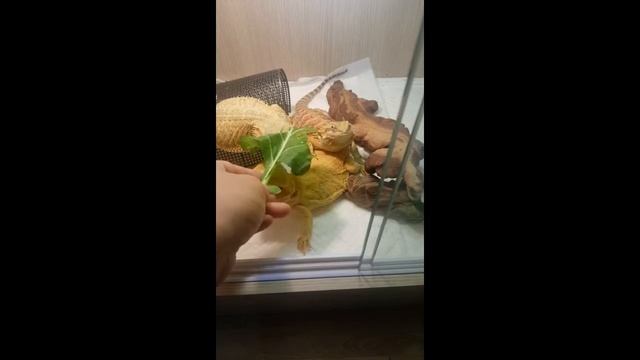 Citrus and guest bearded dragon eatting смотреть онлайн