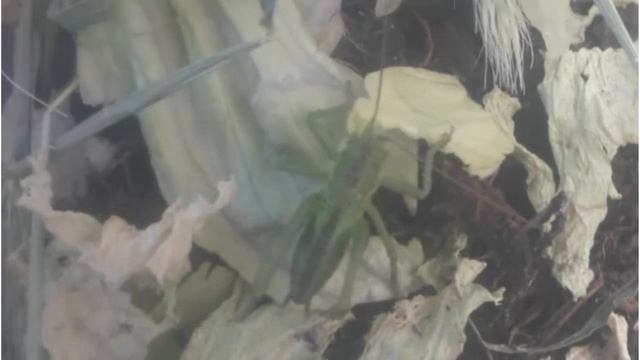 Katydid eating lettuce time-lapse смотреть онлайн