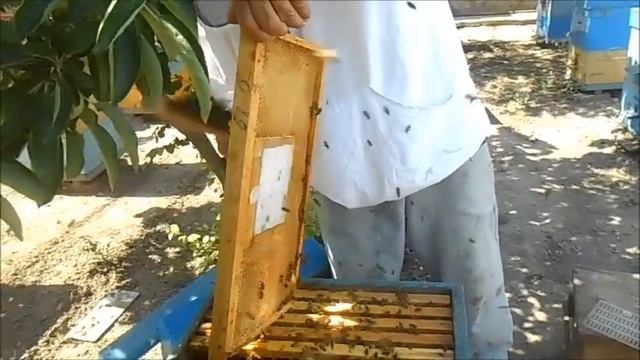 Выводим маток сотом Никот от А до Я смотреть онлайн