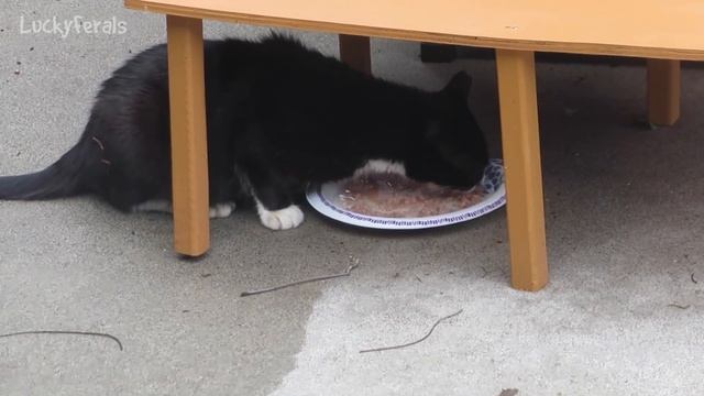 Boo Year 2 # 2 - Cats Reunited On The Party Platter, Cat Mukbang, Cats Eating Raw Meat смотреть онлайн