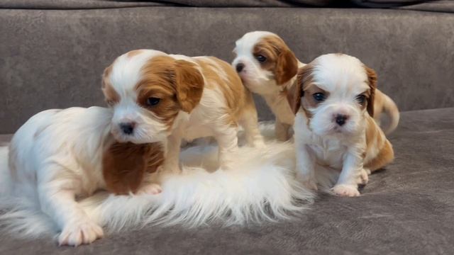 Первый месяц Кавалер Кинг Чарльз спаниелькам 🐻