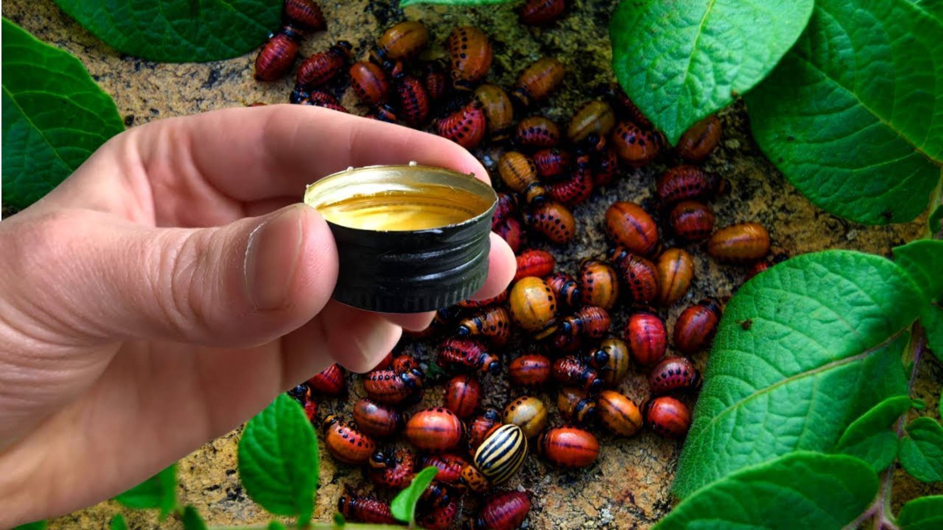 Колорадский Жук Падает Замертво! Лучшее Средство! Чем Обработать Картофель От Колорадского Жука