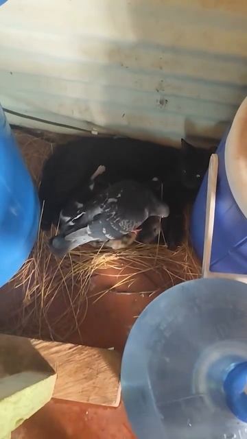 Голубь помогает маме-кошке с новорождёнными котятками построить гнездо для малышей. смотреть онлайн