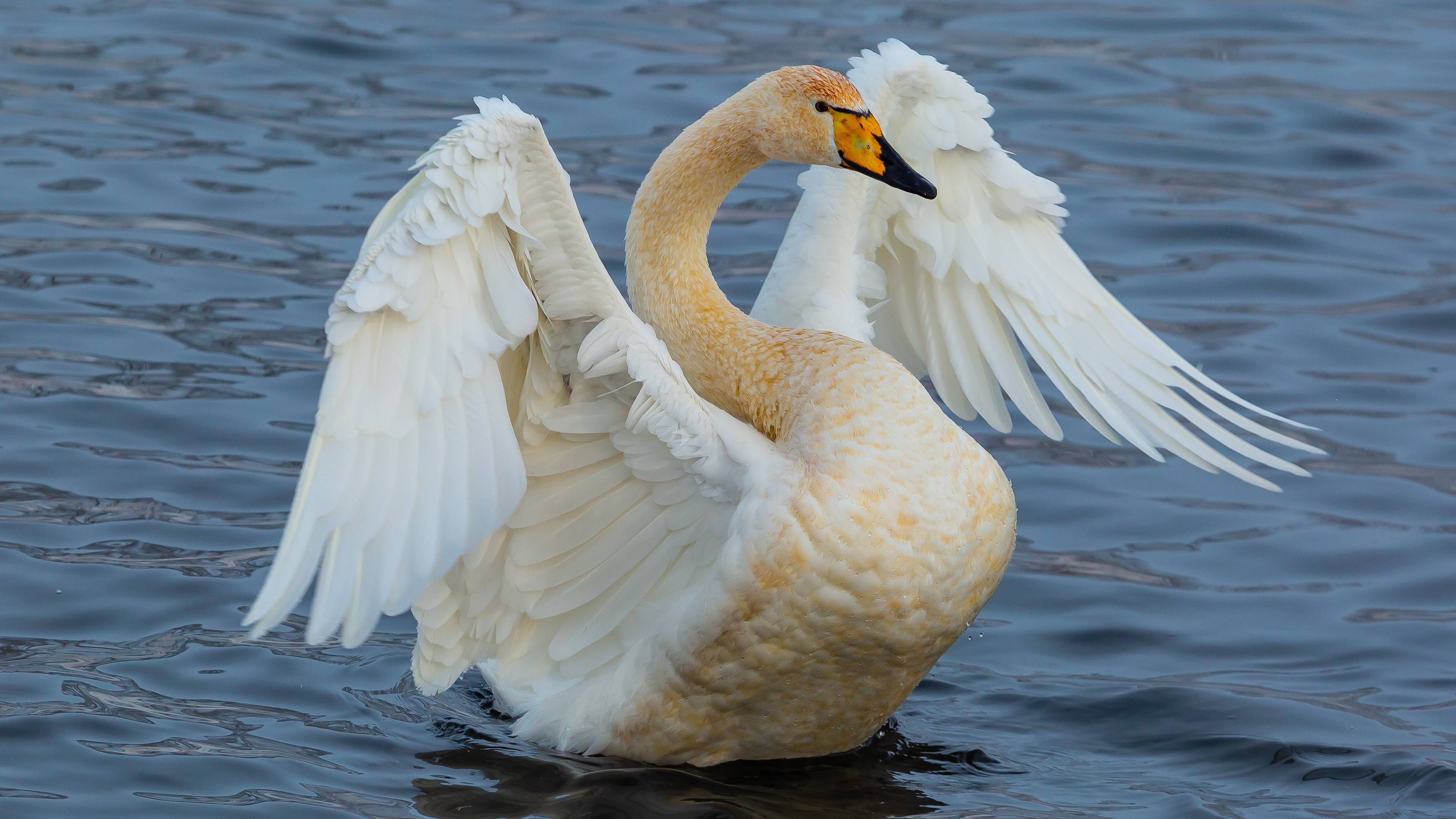 Советский район. Озеро "Светлое". смотреть онлайн