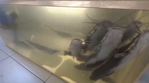 Африканский клариевый сом в аквариальном комплексе "Аква-Иркутск"