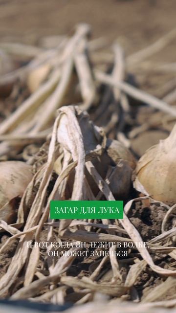 ЛУЧШИЙ способ уборки лука для долгого хранения #фермерство смотреть онлайн