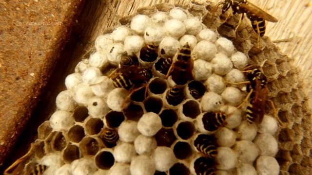Yellow Paper Wasp Nest