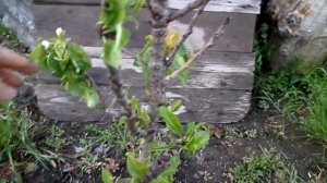 груша ДЕКОРА как зимует