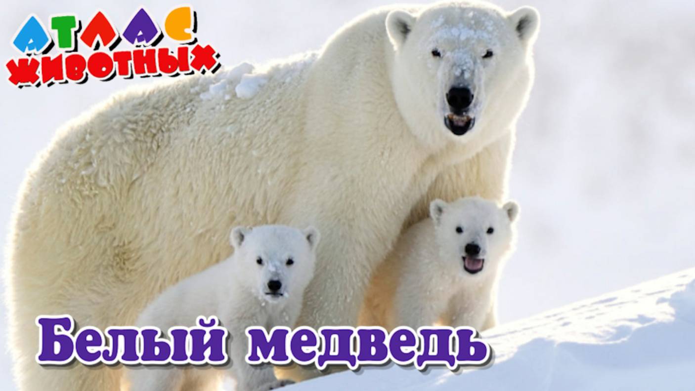 Белый медведь Атлас Животных смотреть онлайн