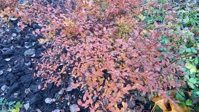А что ещё можно сделать на даче? посадка лука... и т. д.!🧅🧅🌧🌧🌧☂️ смотреть онлайн