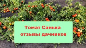 Томат Санька -  отзывы дачников
