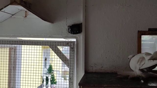 Пара бланжевых 15.12.2021 год. смотреть онлайн