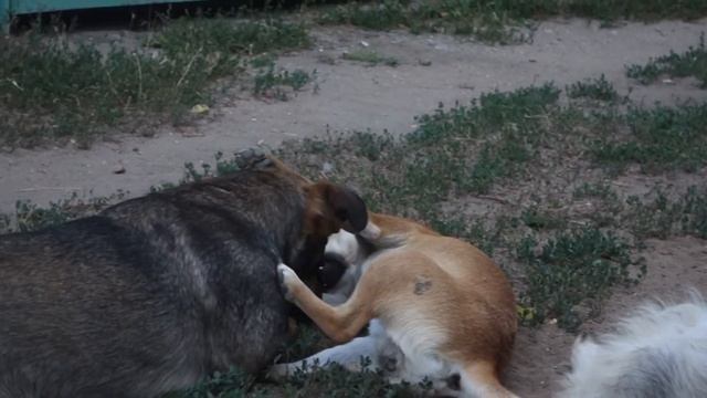 Новые видео моих бездомных подопечных животных с Галициновских дач.